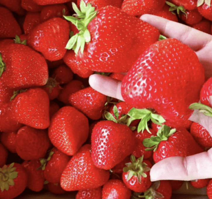 Essais sur les fraises – Novisad
