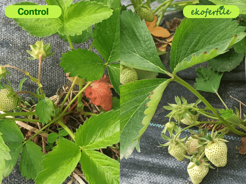 ekofertile résultats preuve preuve solbiotech france