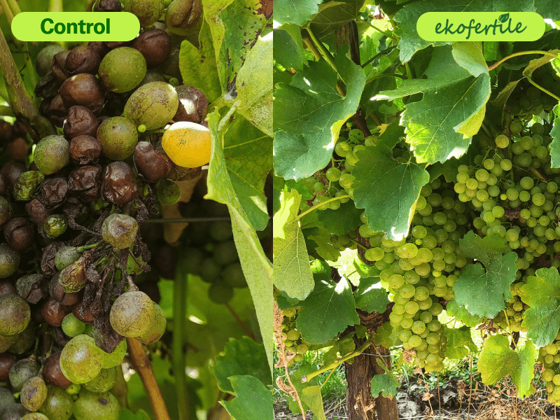 ekofertile résultats vignoble preuve preuve solbiotech france