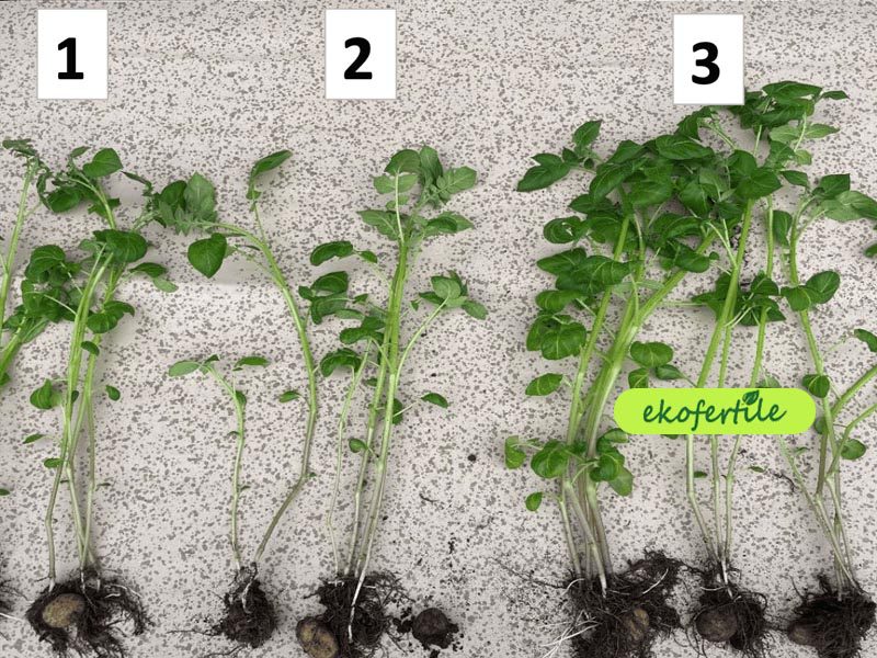 produit microfertile ekolive SolBioTech Francemeilleure structure racinaire