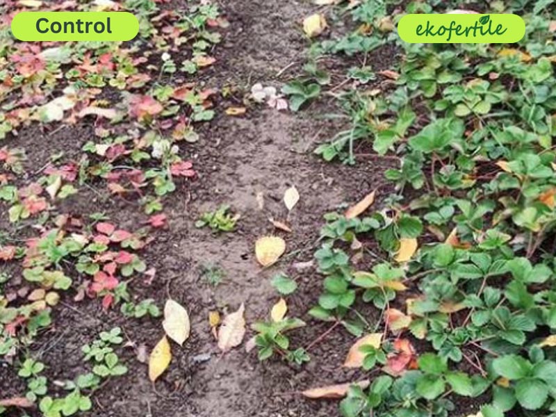 qualité du sol microfertile produit ekolive SolBioTech Francemeilleure structure racinaire